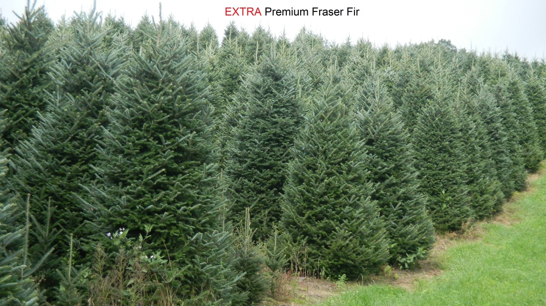 Wholesale Christmas Trees